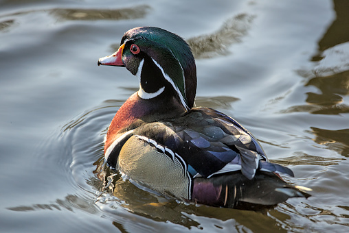 wood duck close up swimming in pond (colorful bird in prospect park) feathers, head, eye, bill, beak