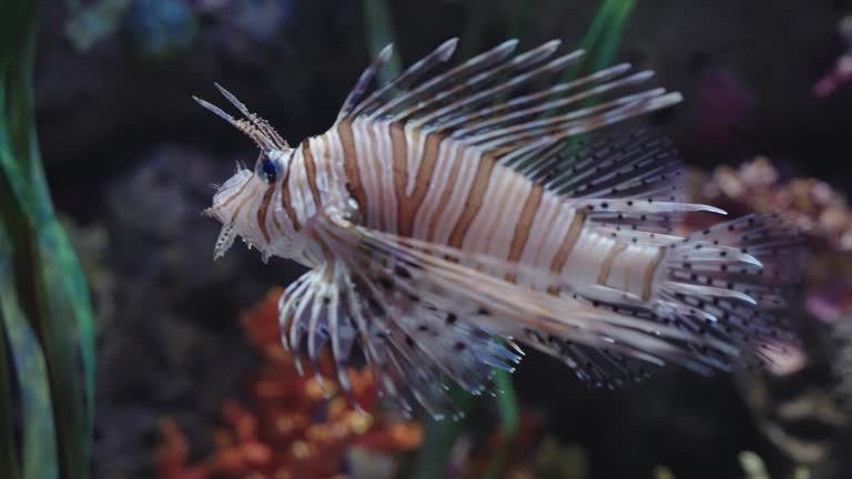 Underwater Lionfish swimming on coral reef, underwater, sea life, deep sea animal