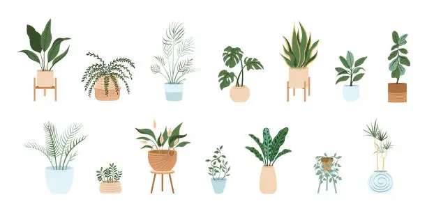 Vector illustration of Potted plants set. Interior houseplants in planters, baskets, flowerpots. Home indoor green decor. Flat graphic vector illustrations isolated on white background