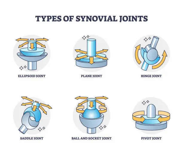 Vector illustration of Types of synovial joints movement classification for body outline diagram