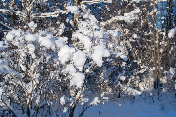 istock Winter picture from Swedens landscape 2076349369