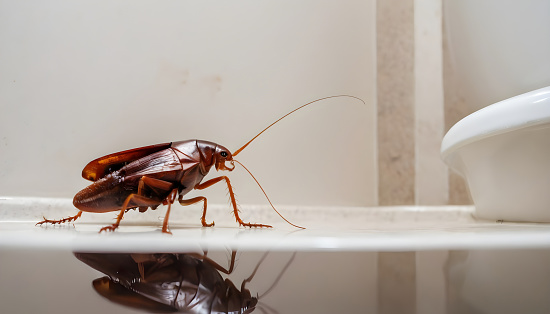 Brown cockroach in the toilet