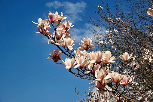 Magnolia tree in bloom in the spring sunshine