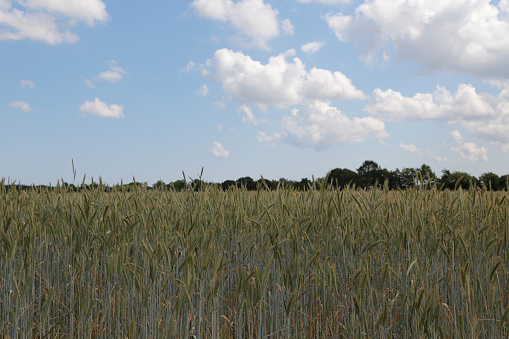 Germany: A row of stacked straw bales in a field