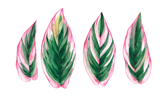 Watercolor leaves of pink Calathea stromanta isolated on white background. Tropical leaves of houseplants hand drawn for design of packaging, fabrics, invitations, cards, etc.