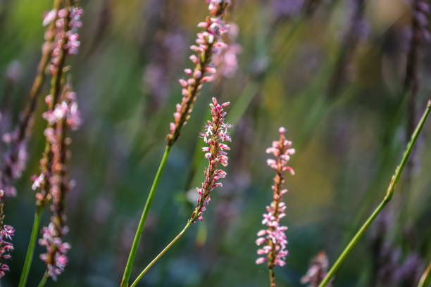 (Persicaria amplexicaulis),An unusual, shortish new persicaria with very pale pink flowers from July to October.