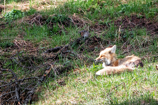 red fox mother with kits in Yellowstone National Park.