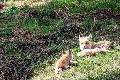 red fox mother with kits in Yellowstone National Park.