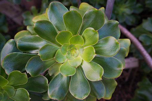 Symmetrical pattern from a succulent plant