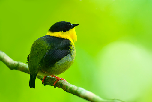 Golden-collared Manakin, manacus vitellinus, beautiful small bird only found in Panama and Colombia. Gold, yellow, green and black exotic bird in the pipridae family.