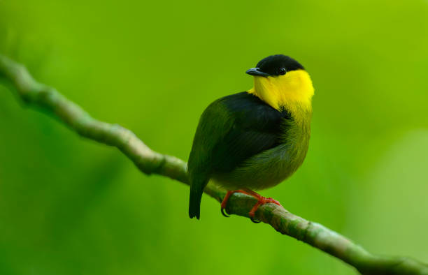 istock Golden-collared Manakin (Manacus Vitellinus) in the wild 2076380762