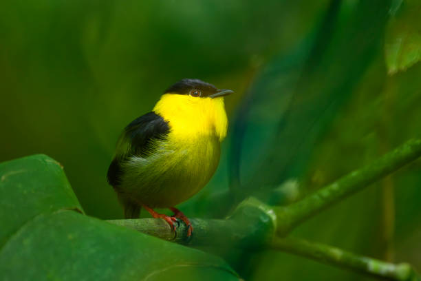 Golden-collared Manakin, manacus vitellinus, beautiful small bird only found in Panama and Colombia. Gold, yellow, green and black exotic bird in the pipridae family.