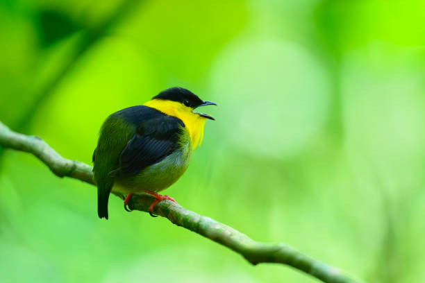 istock Golden-collared Manakin (Manacus Vitellinus) in the wild 2076380765