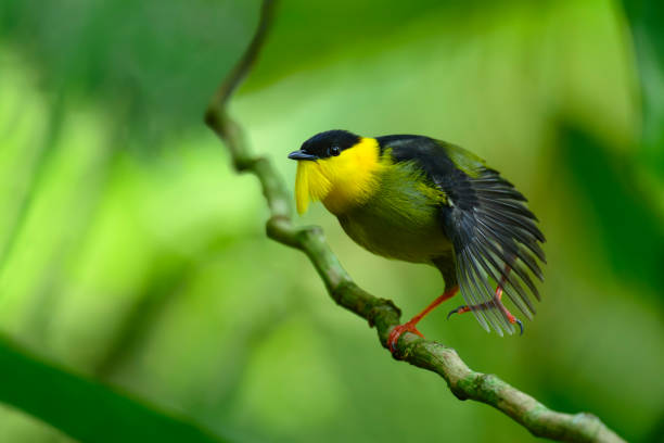 Golden-collared Manakin, manacus vitellinus, beautiful small bird only found in Panama and Colombia. Gold, yellow, green and black exotic bird in the pipridae family.