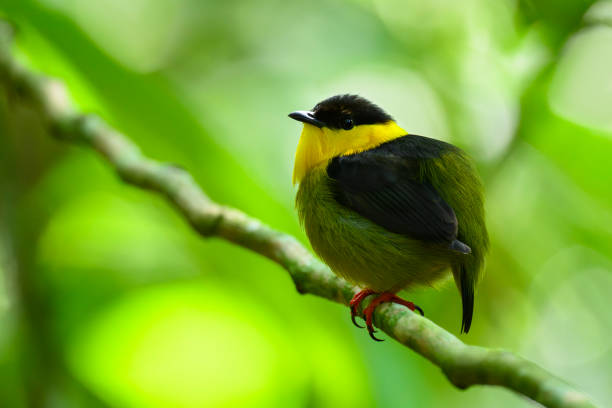istock Golden-collared Manakin (Manacus Vitellinus) in the wild 2076381825