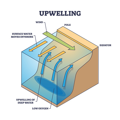 Upwelling as ocean deep water movement process explanation outline diagram. Labeled educational wind direction scheme for surface water moving to offshore and cold area rising vector illustration.