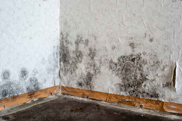 istock Black Mold on the wallpaper on the wall in a room 2076386588