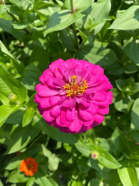istock Vibrant Pink Zinnia 2076407716