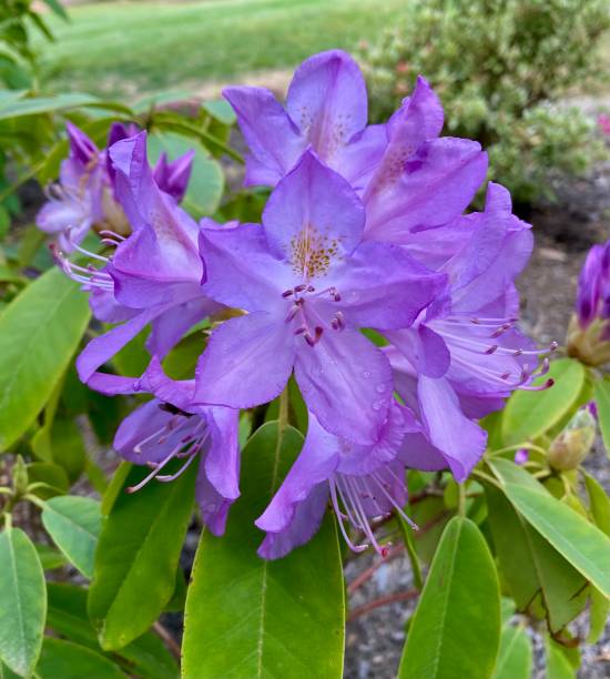 istock Purple Rhododendron flowers. 2076419294