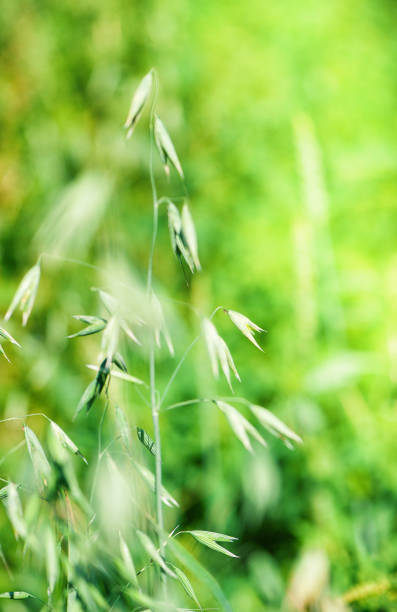 Green oat steam on sunny summer background. Harvest time concept