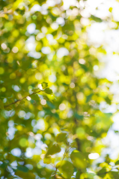 Green nature blurred background of tree leaves against sunlight