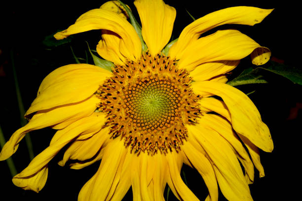 istock close-up of a wilted sunflower 2076432797