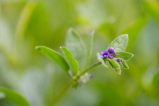 Asperugo procumbens, Madwort. Wild plant shot in the spring.