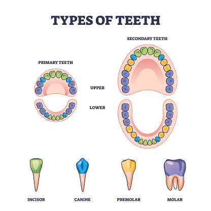 Types of teeth with primary and secondary tooth division outline diagram. Labeled educational scheme with isolated incisor, canine, premolar and molar shapes vector illustration. Upper and lower jaw.