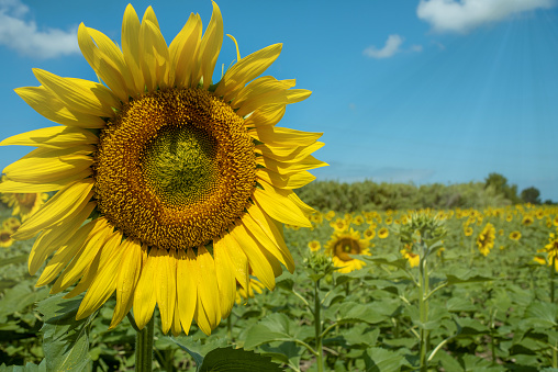 sunflower in the field