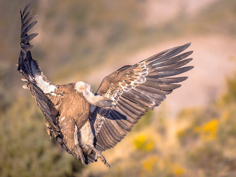 Griffon vulture (Gyps fulvus) flying and preparing for landing in Spanish Pyrenees, Catalonia, Spain, April. This is a large Old World vulture in the bird of prey family Accipitridae. It is also known as the Eurasian griffon and closely related to the white-backed vulture (Gyps africanus).