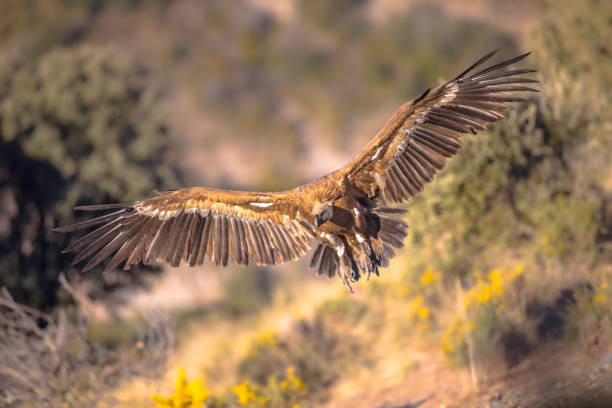istock Griffon vulture flying and landing 2076447966