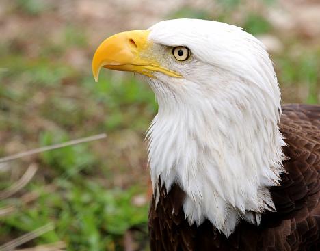 Head shot of a bald eagle