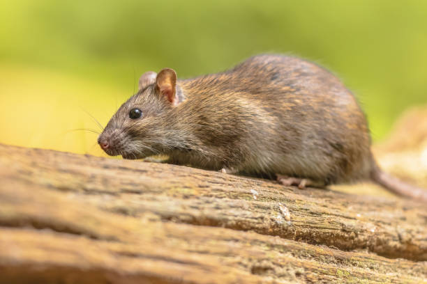 istock Brown rat in grass on river bank 2076448504