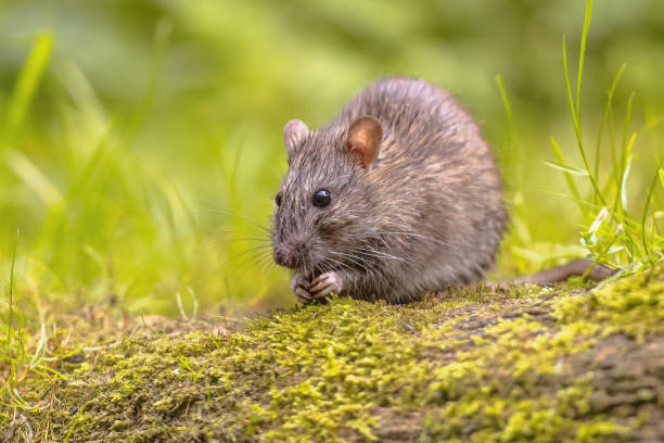 istock Brown rat in grass on river bank 2076449524