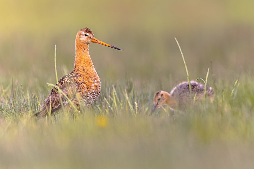 Black-tailed Godwit (Limosa limosa) wader bird in field with chick. Hatchlings of meadow bird forage for their own food. Parents are guarding. Wildlife scene of nature in Europe.