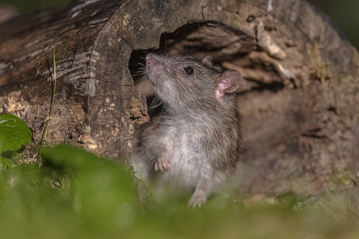 Brown rat (Rattus norvegicus) walking in grass on bank at night. Netherlands. Wildlife in nature of Europe.