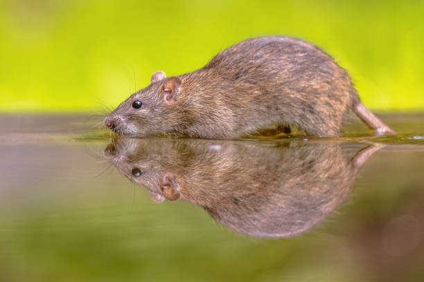 istock Brown rat in grass on river bank 2076452139