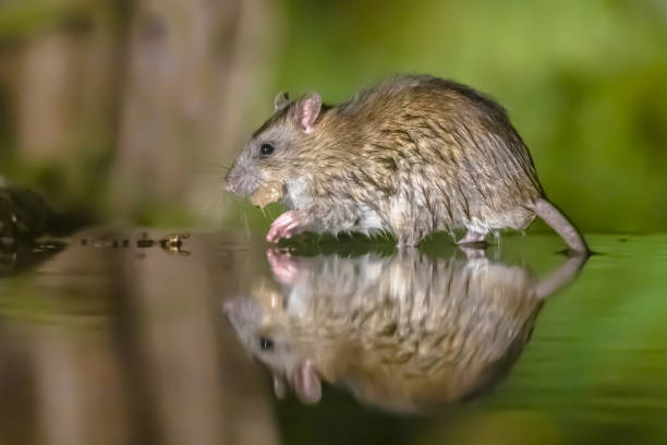 istock Brown rat in darkness walking in water 2076453691