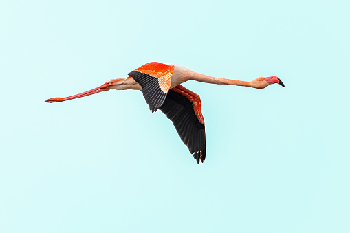 Flying European Greater Flamingo against colorful sky. Flying Flamingo in natural habitat. Wildlife scene of nature in Europe.