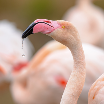 Portrait of Greater flamingo (Phoenicopterus roseus) is the most widespread and largest species of the flamingo family. Group of brids resting in water in Camague, France. Wildlife scene of nature in Europe.
