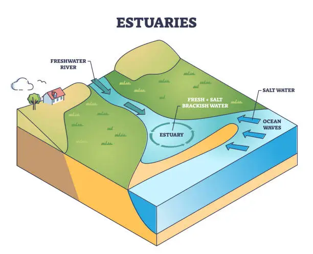 Vector illustration of Estuaries water body structure with salt and freshwater outline diagram