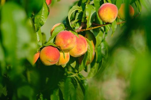 Peaches growing on a tree. Fresh peach tree