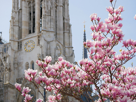 First spring flowers magnolia bloom in front of the church Votivkirche in Vienna.
