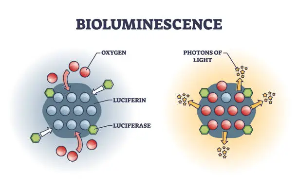 Vector illustration of Bioluminescence chemical explanation with light emission outline diagram