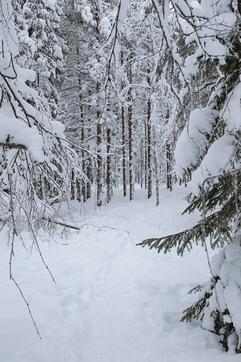 White frozen fir tree forest covered in snow landscape in Rovaniemi, Finnish Lapland