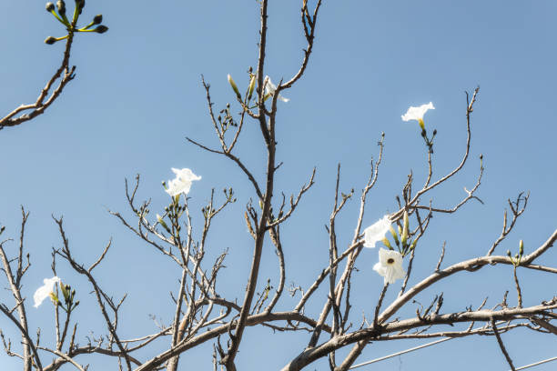yulan magnolia flower