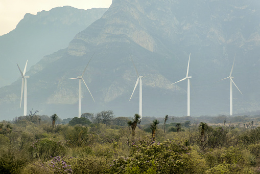 Group of windmills in a field in Monterrey Mexico