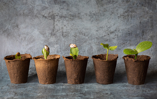 Young vegetable seeds sprouted in peat pots. Different stage of growth of sprouts of pumpkin, zucchini. Horticulture hobby concept. Ecologically clean healthy vegetables without pesticide. Organic