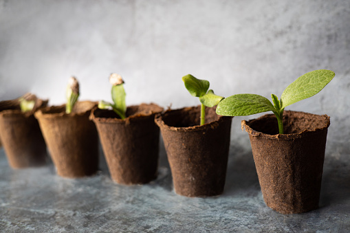 Young vegetable seeds sprouted in peat pots. Different stage of growth of sprouts of pumpkin, zucchini. Horticulture hobby concept. Ecologically clean healthy vegetables without pesticide. Organic