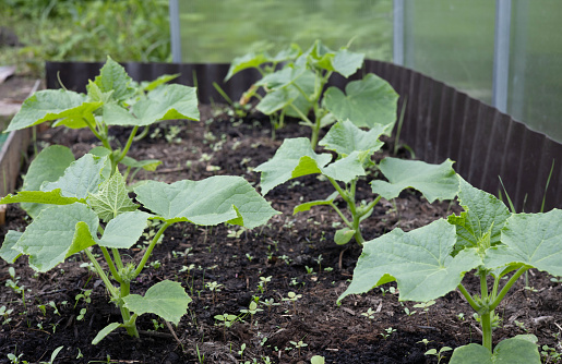 Cucumber seedlings in greenhouses on the farm. The cultivation of cucumbers. Growing of vegetables in greenhouses. Ecologically clean healthy vegetables without pesticide. Organic natural products